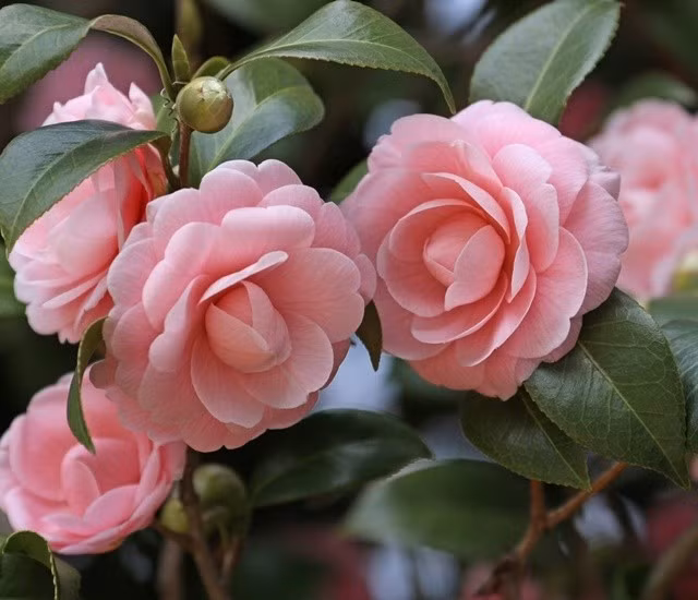 Mang ý nghĩa cát tường, hoa trà được ưa chuộng trồng trước cửa nhà trong dịp Tết Nguyên đán. Ảnh: Internet