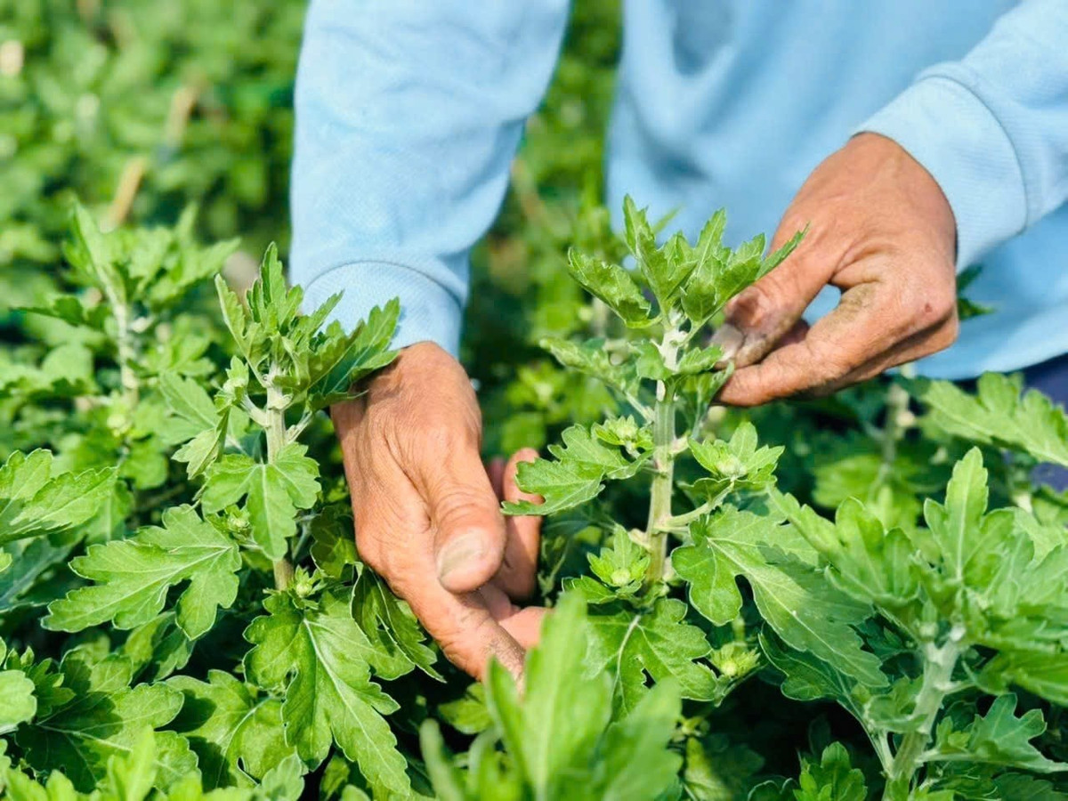 Đáng ngạc nhiên, dù còn gần một tháng nữa mới đến Tết Nguyên đán, song toàn bộ số cúc đỏ trong vườn của ông Khôn đã được thương lái tìm đến tận nơi đặt mua. Ảnh: Tiền phong