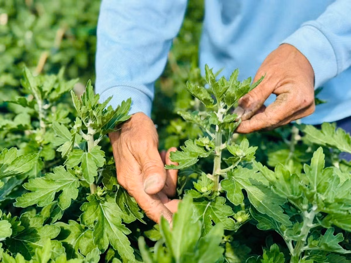 Đáng ngạc nhiên, dù còn gần một tháng nữa mới đến Tết Nguyên đán, song toàn bộ số cúc đỏ trong vườn của ông Khôn đã được thương lái tìm đến tận nơi đặt mua. Ảnh: Tiền phong