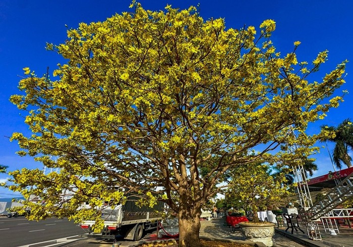 Tại Cung Thể thao Tiên Sơn (Đà Nẵng), những chậu mai vàng “khủng” trị giá hàng trăm triệu đồng được nhà vườn đưa xuống phố, thu hút đông đảo người dân. Ảnh: Tiền phong