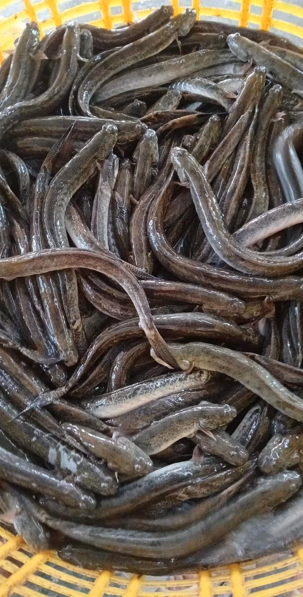 Cá kèo là loài cá nước lợ quen thuộc với người dân vùng đồng bằng sông Cửu Long. Xưa kia, cá kèo thường sinh sống nhiều ở các vùng cửa sông, rừng ngập mặn. Ảnh: Facebook