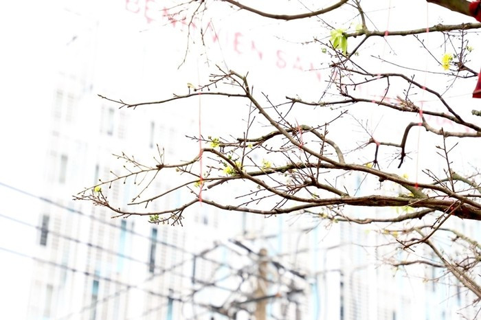 Hoa của cây mai này thường có từ 5-7 cánh, các cánh hoa xếp khít vào nhau tạo nên vẻ đẹp trang nhã, thanh cao. Ảnh: Tiền phong