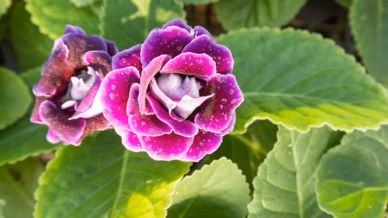 Tử la lan sinh trưởng nhanh, không đòi hỏi kỹ thuật, phù hợp cả với người mới bắt đầu. Ảnh: Internet