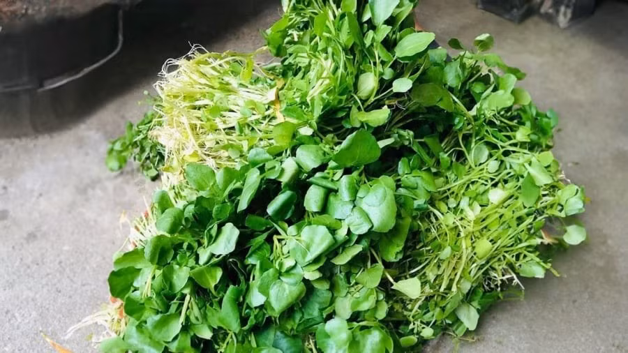 Trong các khu chợ, cải xoong có giá khá rẻ khoảng 5.000-10.000 đồng/mớ, thời điểm đắt khoảng 15.000 - 20.000 đồng/mớ. Ảnh: Internet