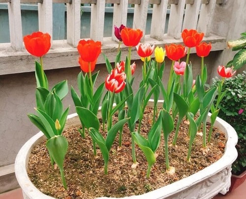Thông thường, từ khi trồng củ tulip đến khi hoa nở mất khoảng 40-45 ngày. Ảnh: Caycanhxanh