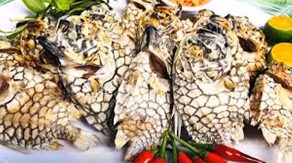 Kích thước cá không quá lớn, chiều dài trung bình khoảng 15–17cm, nhưng thân hình chắc nịch tạo cảm giác “nặng ký”. Ảnh: Nguoiquansat