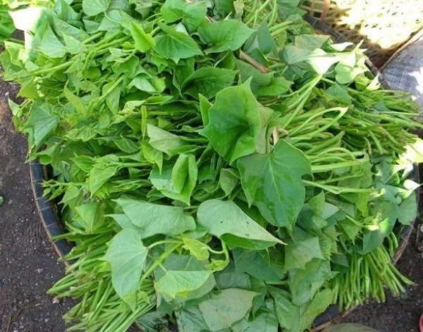 Tại Trung Quốc, một số nhà hàng giới thiệu các món ăn làm từ rau lang. Nhiều hãng thực phẩm ở nước này cũng bắt đầu phát triển sản phẩm chế biến sâu từ rau lang như trà hoặc mì. Ảnh: Internet