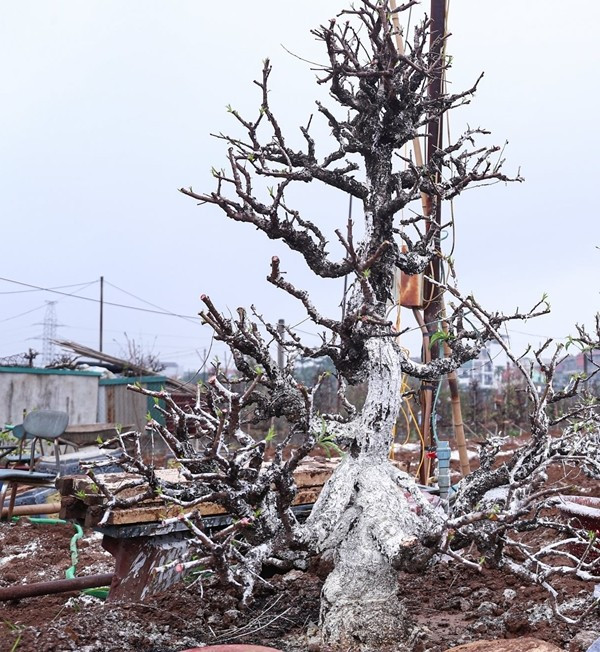 Nhiều gốc đào sau khi về vườn được rắc vôi bột nhằm khử khuẩn và kìm hãm sự sinh trưởng trong giai đoạn đầu.