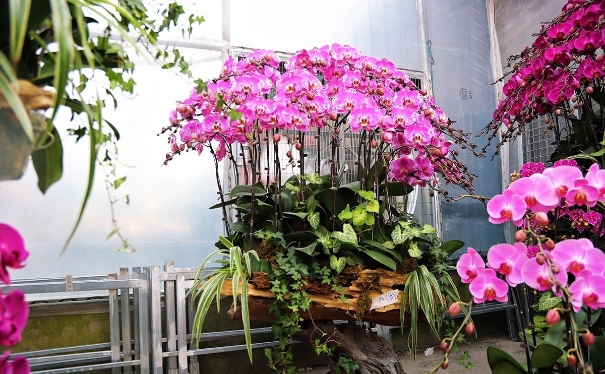 Đặc biệt, có nhiều chậu lan trên gỗ lũa giá lên tới 60 - 70 triệu đồng. Ảnh: Tiền phong