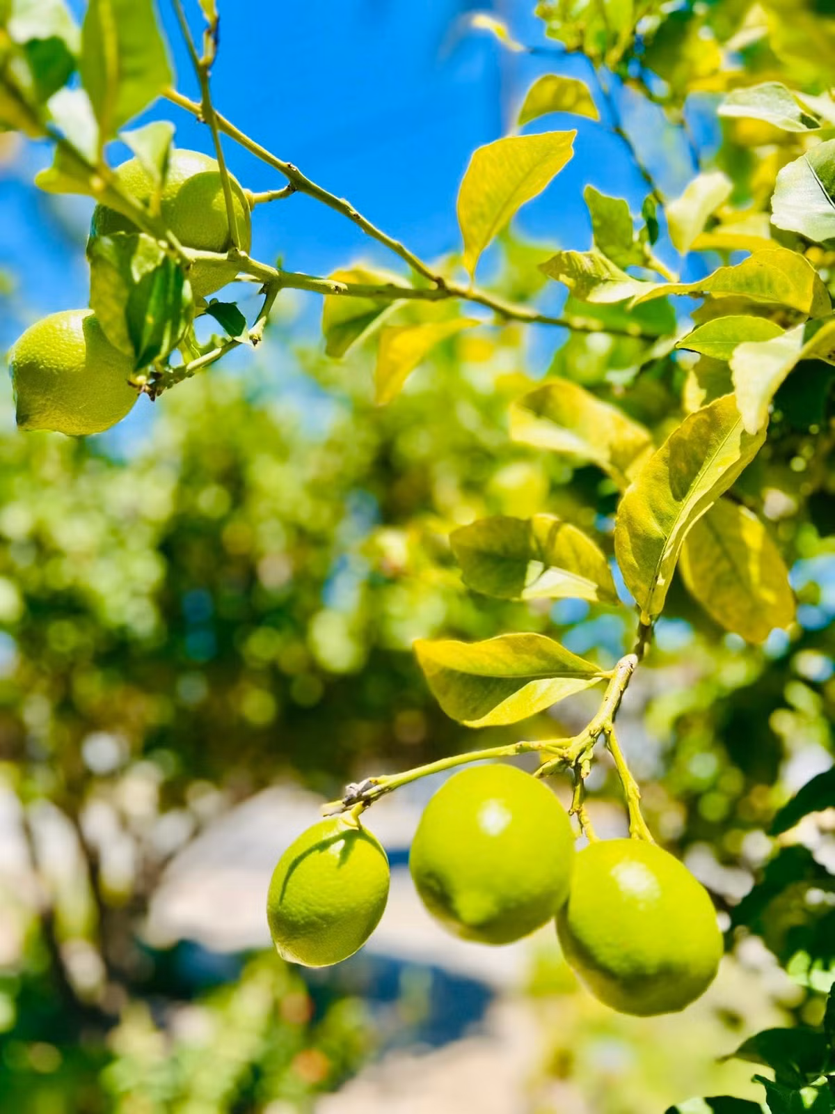 Ngoài hoa, trong vườn còn nhiều cây ăn trái. Ảnh: FBNV