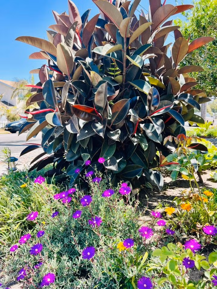 Những khóm hoa đua nhau khoe sắc. Ảnh: FBNV