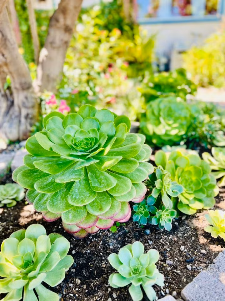 Sen đá xuất hiện ở khắp nơi trong khu vườn. Ảnh: FBNV