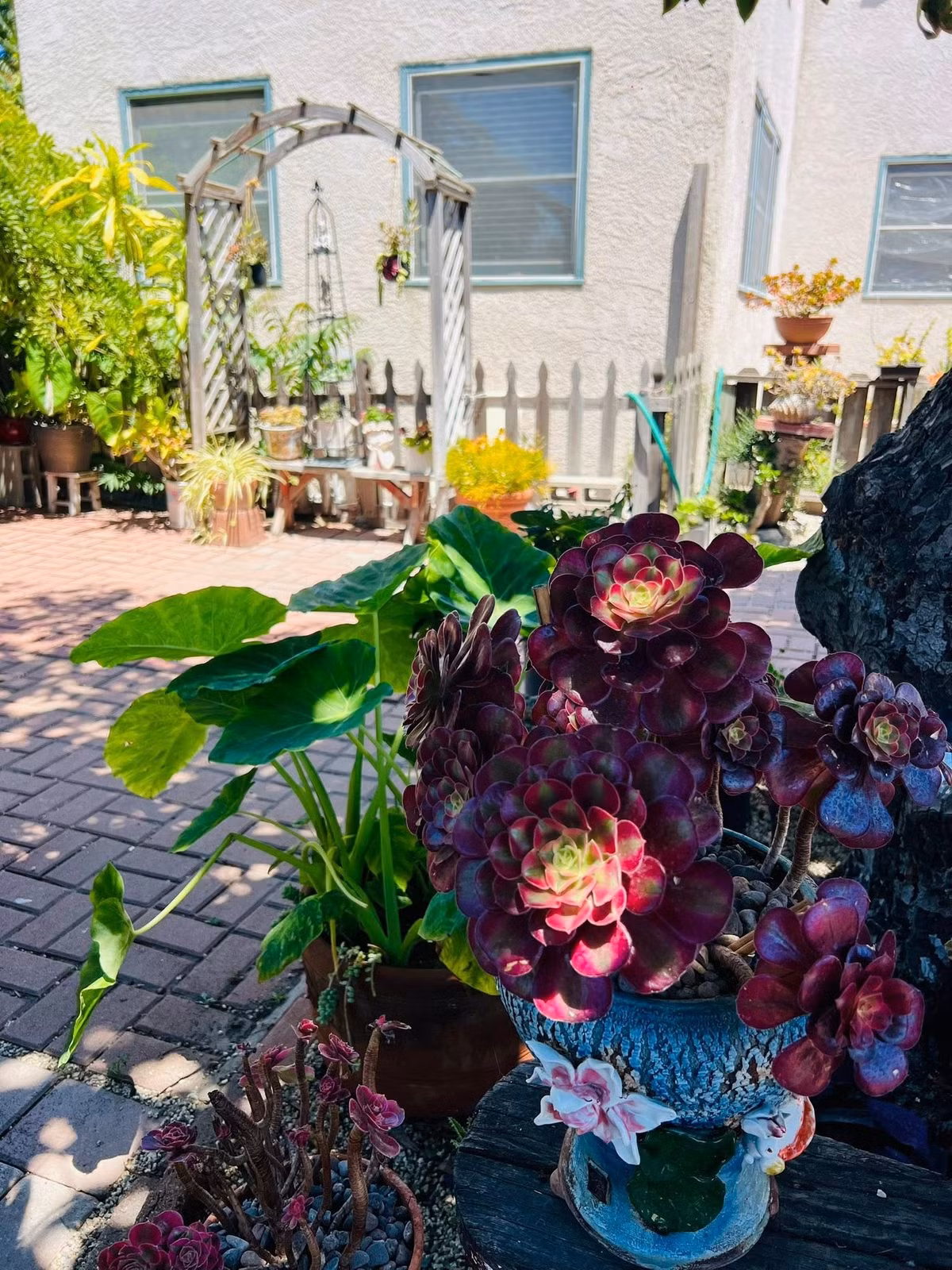 Sen đá đỏ bắt mắt. Ảnh: FBNV