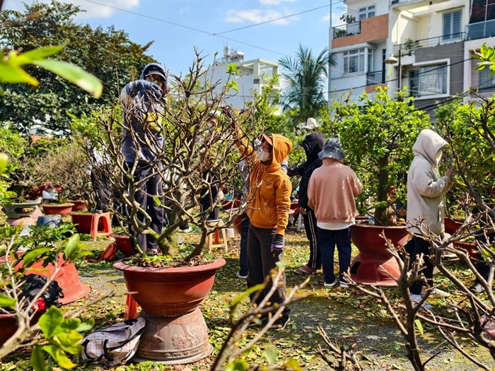 Thời điểm này, các vườn mai ở TP HCM tất bật vào mùa nhộn nhịp nhất trong năm. Ảnh: Dân Việt