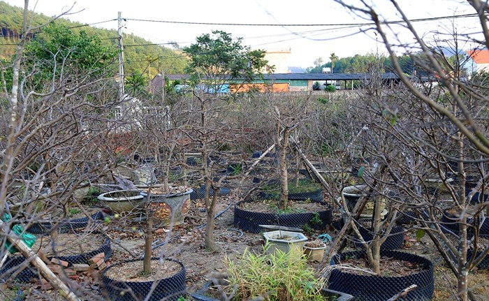 Vườn mai vàng Yên Tử nhìn không khác cành củi khô nhưng bên trong đã có nụ hoa chờ ngày bung cánh. Ảnh: Vietnamnet