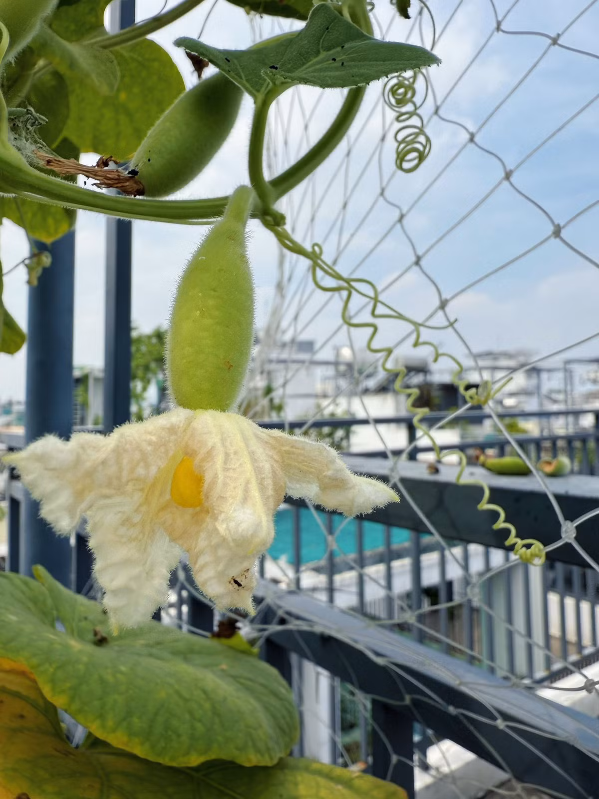 Cây bầu leo giàn cũng bắt đầu cho trái. Ảnh: FB Viên Vibi