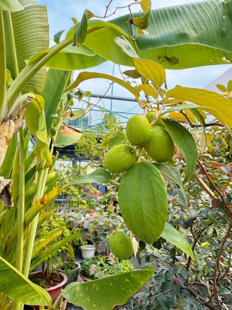 Những quả táo còn xanh treo lủng lẳng trên cành. Ảnh: FB Viên Vibi