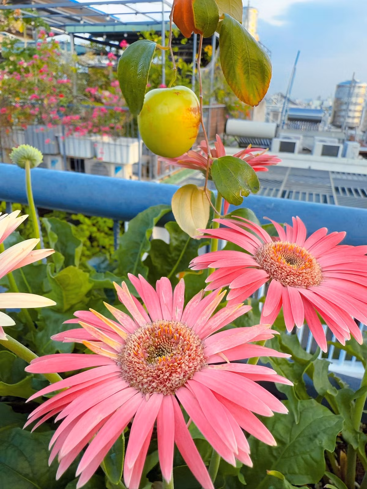 Các loại hoa đua nhau khoe sắc. Ảnh: FB Viên Vibi