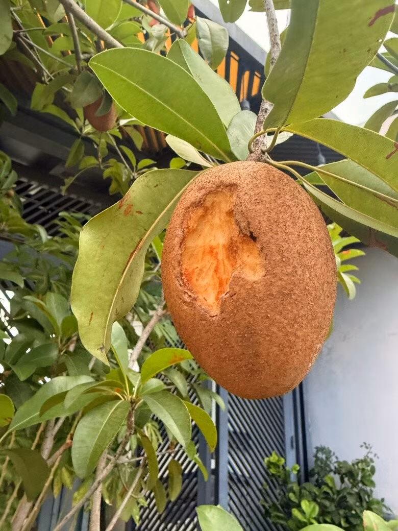 Trái hồng xiêm bị ăn dở nhưng vẫn căng mọng. Ảnh: FB Viên Vibi