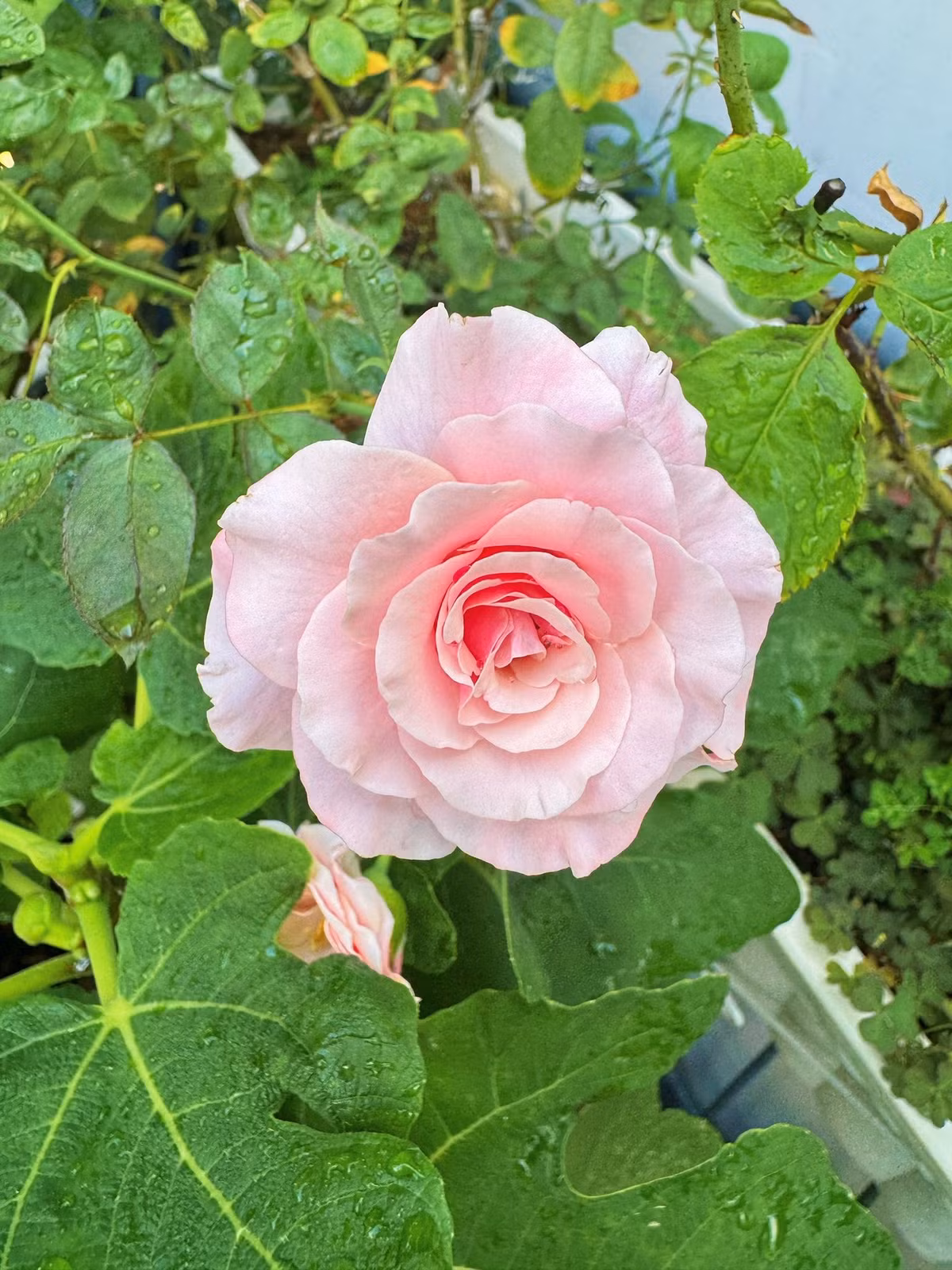 Hồng phấn căng nở rực rỡ. Ảnh: FB Viên Vibi