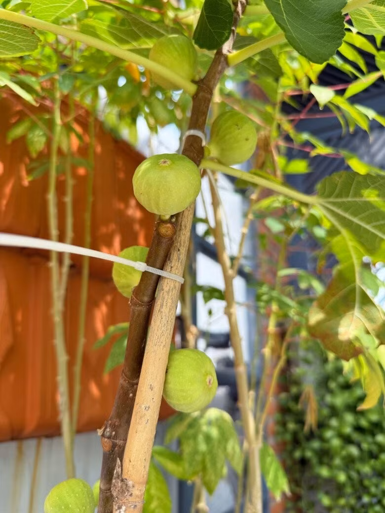 Cây sung Mỹ được Viên Vibi buộc cố định thẳng đứng, tận dụng diện tích tối đa. Ảnh: FB Viên Vibi