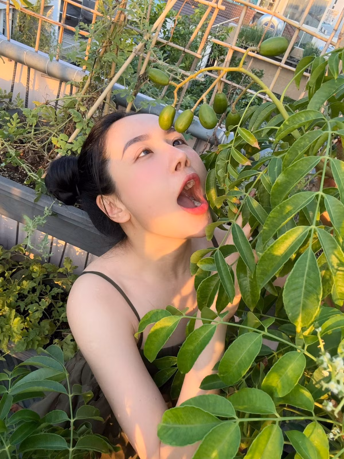 Viên Vibi hào hứng chia sẻ thành quả là cây cóc cho quả trĩu cành. Ảnh: FB Viên Vibi