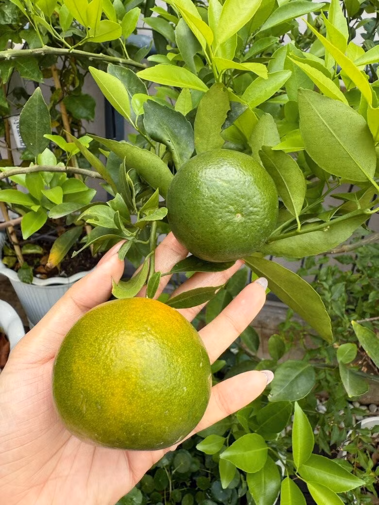 Những trái cam tròn đều, được trồng tại nhà, không hóa chất. Ảnh: FB Viên Vibi