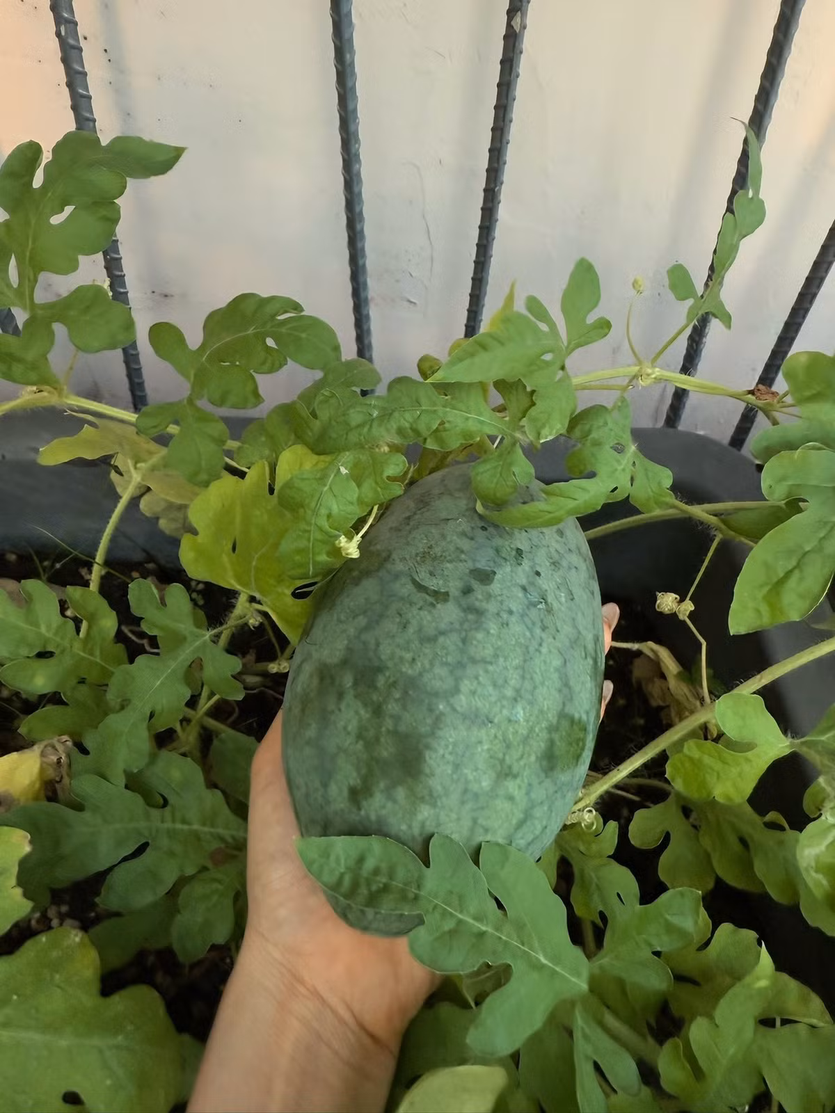 Dưa hấu nhỏ xinh đang lớn dần trong vườn. Ảnh: FB Viên Vibi