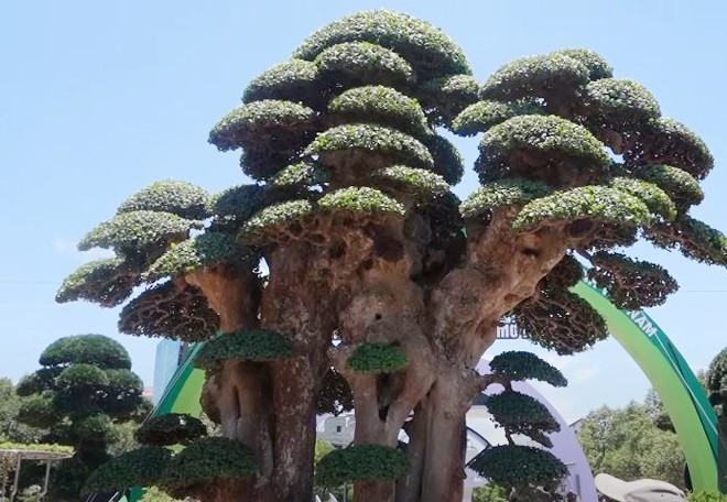 Cây duối được anh Toàn mua lại từ một nhà vườn trong tỉnh, sau đó tiếp tục chăm sóc, tạo dáng thế trong nhiều năm. Ảnh chụp màn hình