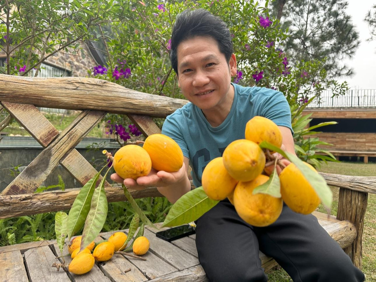 Trên trang cá nhân, ca sĩ Trọng Tấn khiến người hâm mộ không khỏi thích thú khi khoe hình ảnh rạng rỡ bên chùm quả vàng ươm thu hoạch trong vườn tại quê nhà Thanh Hóa. Ảnh: FBNV