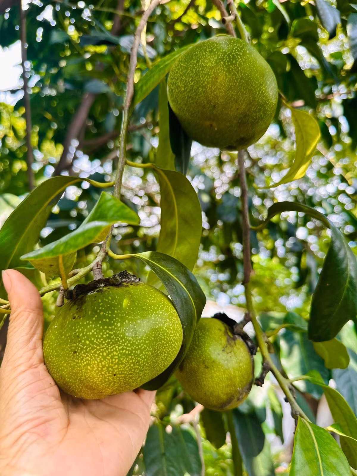 Nhiều cư dân mạng xuýt xoa, tấm tắc khen nữ ca sĩ mát tay. Ảnh: FB Hoàng Thị Mỹ Lệ