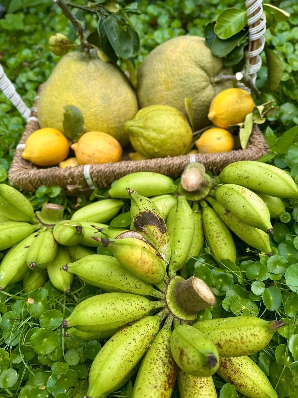 Mỹ Lệ cho biết, đầu tháng 12 là thời điểm hoa trong vườn đã tàn, trái cây vừa được thu hoạch xong nên chỉ còn lại ít nông sản. Ảnh: FB Hoàng Thị Mỹ Lệ