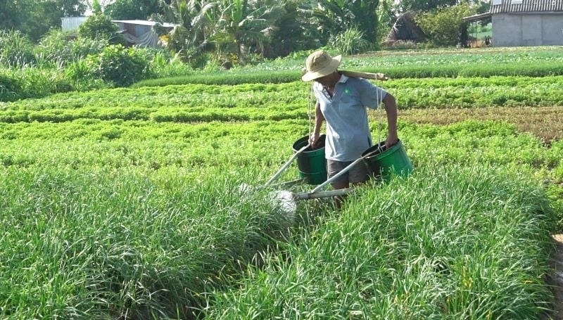 Trung bình, giá hẹ dao động từ 20.000 - 30.000 đồng/kg, tháng nghịch giá lên tới 40.000 - 50.000 đồng/kg. Tính ra, cứ 2 - 3 ngày là cho thu nhập cả triệu đồng. Ảnh: Dân Việt