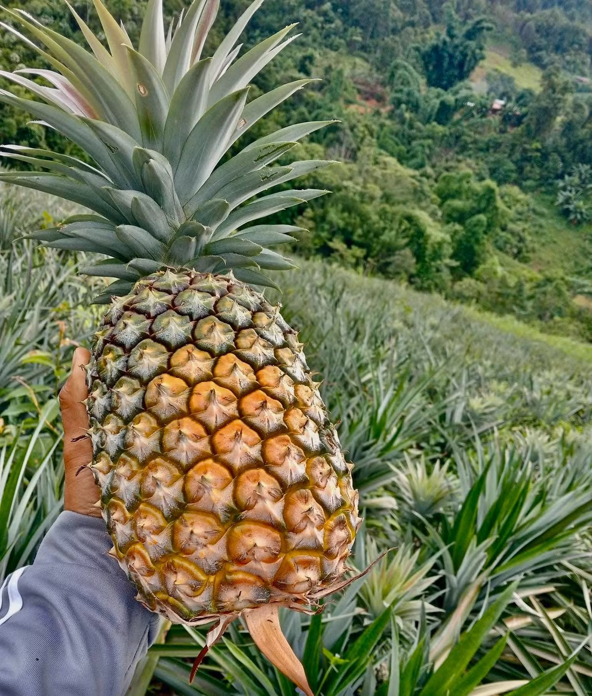 Thời gian thu hoạch dứa Pu Lau từ tháng 6 đến tháng 8 hàng năm. Ảnh: Facebook