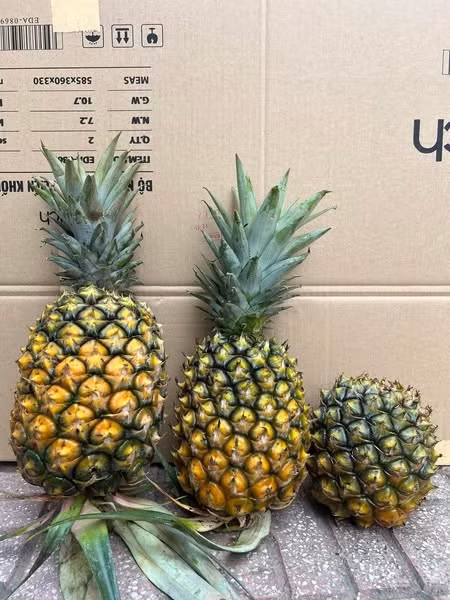 Dứa mật Pu Lau có đặc điểm trái to, hình tròn, mắt nở nang, ít gai và lá không gai. Ảnh: Facebook