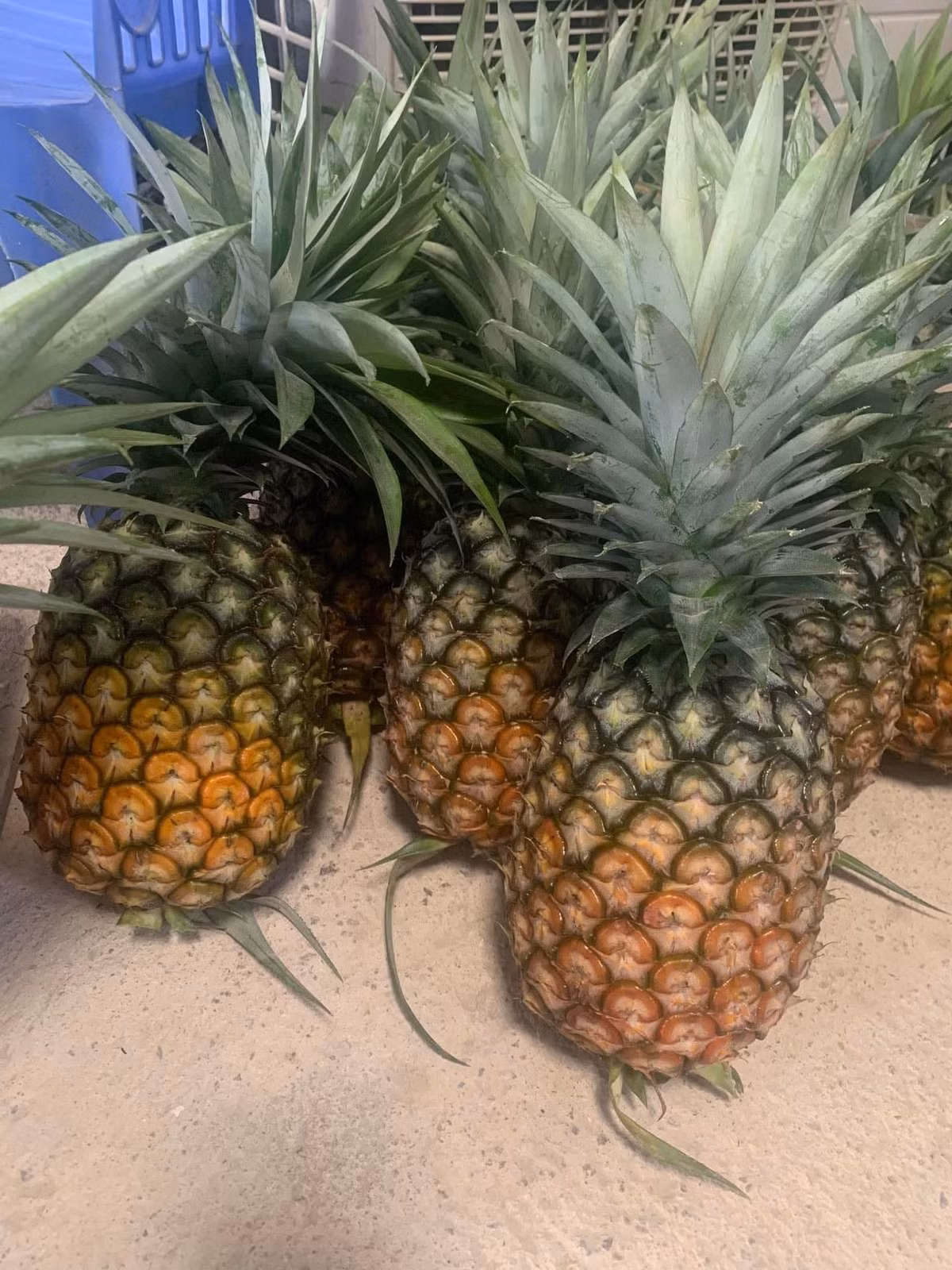 Quả dứa càng to ngon, giá càng cao. Người bán phân loại dứa theo kích để bán, thậm chí hàng VIP có thể lên tới cả trăm nghìn đồng/quả. Ảnh: Facebook