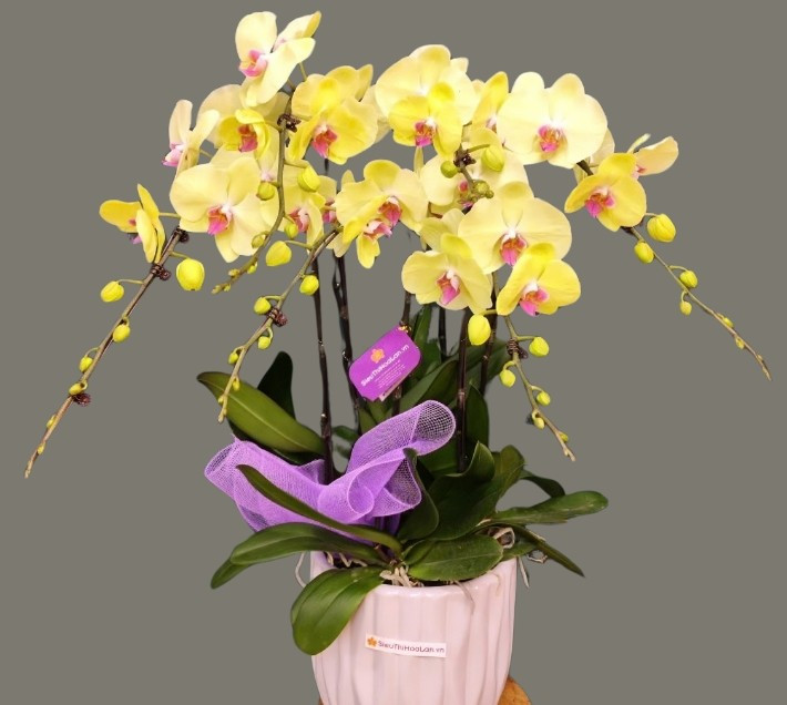 Lan cần độ ẩm vừa phải, ánh sáng tán xạ và chăm sóc cẩn thận, nhưng nếu kiên nhẫn, cây sẽ cho hoa trở lại, mang vẻ đẹp sang trọng dài lâu. Ảnh: Siêu Thị Hoa Lan