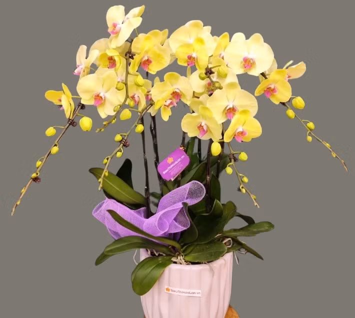 Lan cần độ ẩm vừa phải, ánh sáng tán xạ và chăm sóc cẩn thận, nhưng nếu kiên nhẫn, cây sẽ cho hoa trở lại, mang vẻ đẹp sang trọng dài lâu. Ảnh: Siêu Thị Hoa Lan