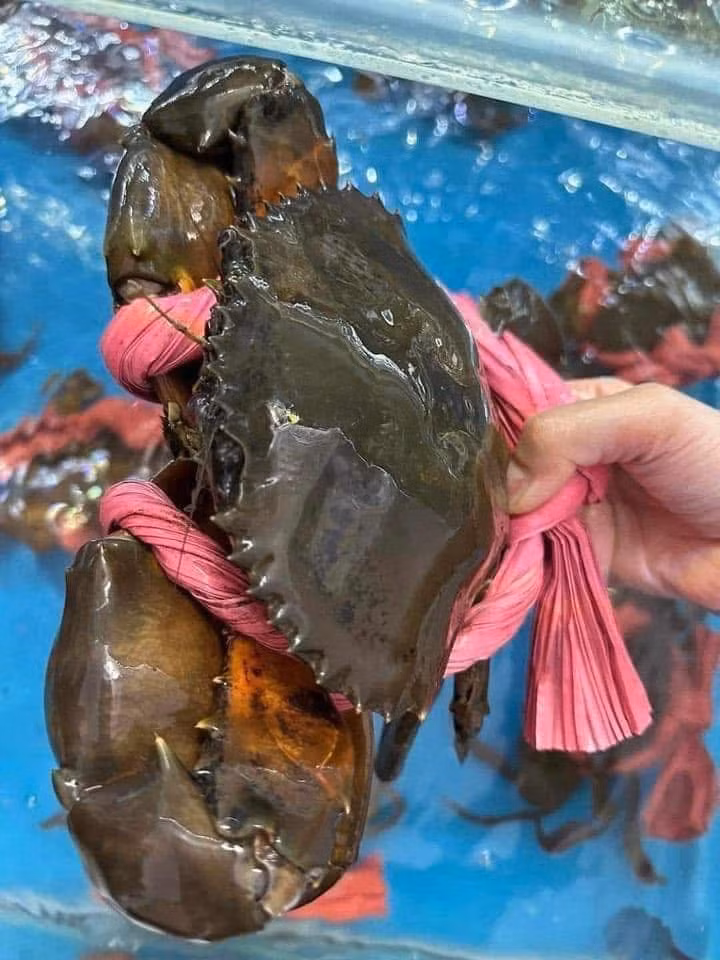 Cua đực (cua y) được ưa chuộng tại các nhà hàng nhờ thân lớn, nhiều thịt và hương vị đậm đà. Ảnh: Facebook