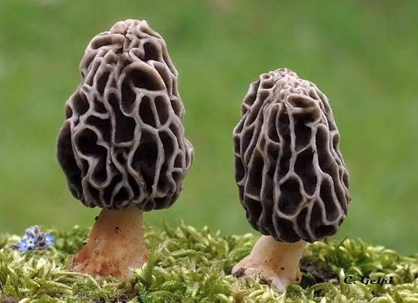 Đáng chú ý, nấm bụng dê không mọc cố định ở một vị trí, mà thay đổi địa điểm qua từng mùa, khiến việc tìm kiếm trở thành thử thách. Ảnh: Internet