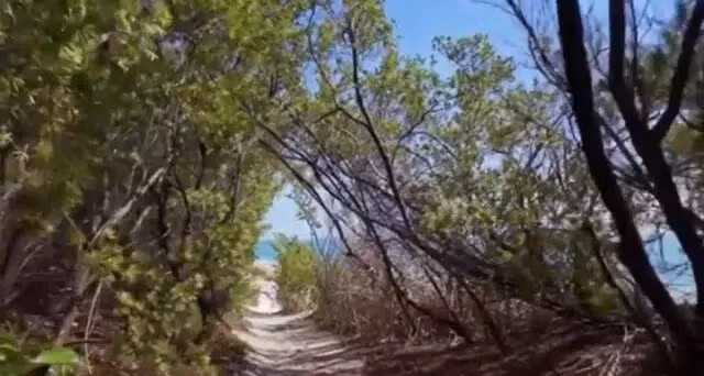 Những khu vườn đặc biệt với vườn bướm, vườn chim, hồ nước ngọt và đường tàu hỏa mini chạy xuyên vườn; cùng hệ thống hầm ngầm nối liền các khu vực trong quần thể. Ảnh: Engineering the Impossible