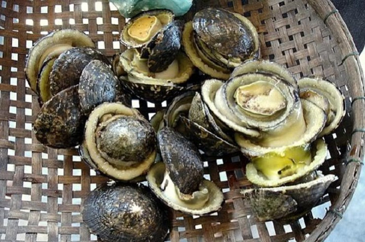 Ốc vú dẹt có hình dáng tương tự bào ngư, thân dẹt và hơi thoai thoải theo dáng chóp nón. Ảnh: Internet