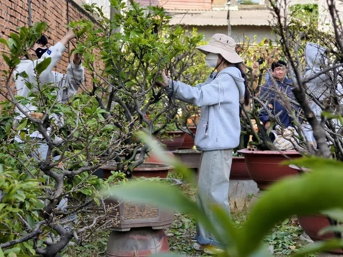 Đây cũng là thời điểm chủ vườn cần thuê người lặt lá mai để hoa nở đúng ngày. Ảnh: SGGP