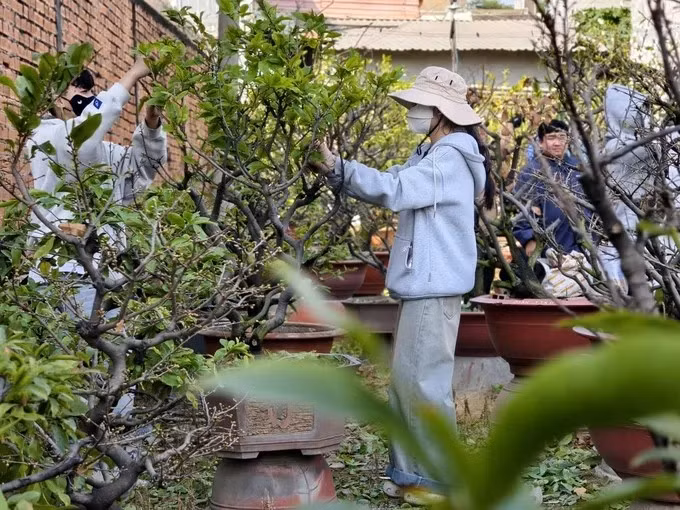 Đây cũng là thời điểm chủ vườn cần thuê người lặt lá mai để hoa nở đúng ngày. Ảnh: SGGP