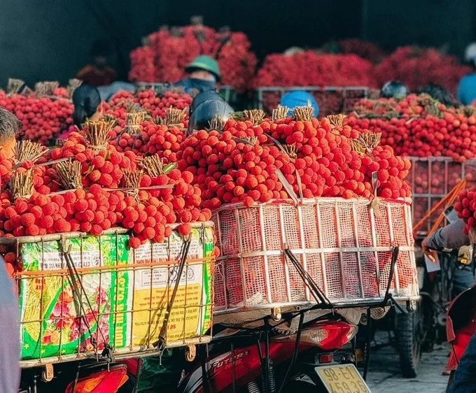 Mùa vụ 2025, vải thiều rớt giá mạnh do được mùa lớn. Giá tại vườn có lúc chỉ còn vài nghìn đồng/kg (3.000-10.000 đồng/kg). Ảnh: Ảnh: SGGP