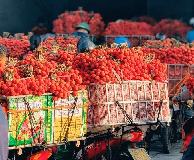 Mùa vụ 2025, vải thiều rớt giá mạnh do được mùa lớn. Giá tại vườn có lúc chỉ còn vài nghìn đồng/kg (3.000-10.000 đồng/kg). Ảnh: Ảnh: SGGP