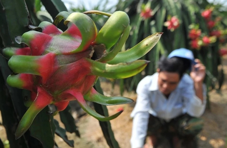 Hồi tháng 5/2025, thanh long tại các vườn ở tỉnh Bình Thuận (cũ), ghi nhận mức giá giảm sâu. Ảnh: Znews