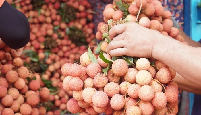 Một số ít lô vải có bao bì đẹp, mã số vùng trồng, truy xuất nguồn gốc rõ ràng vẫn giữ được mức giá 25.000–30.000 đồng/kg. Ảnh: Dân Việt