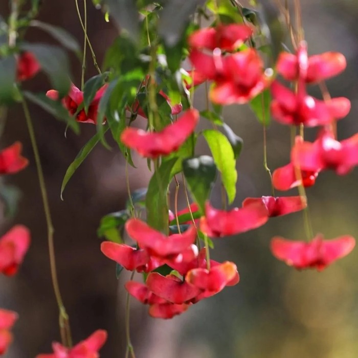 Loài cây này gây ấn tượng bởi dáng vẻ mềm mại cùng khả năng chuyển màu linh hoạt theo từng giai đoạn sinh trưởng. Ảnh: imseeds