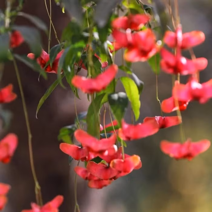 Loài cây này gây ấn tượng bởi dáng vẻ mềm mại cùng khả năng chuyển màu linh hoạt theo từng giai đoạn sinh trưởng. Ảnh: imseeds